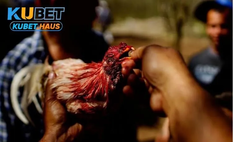 Dựa vào đâu mà giá giống Đá Gà Chọi Kubet được cập nhật cao đến thế