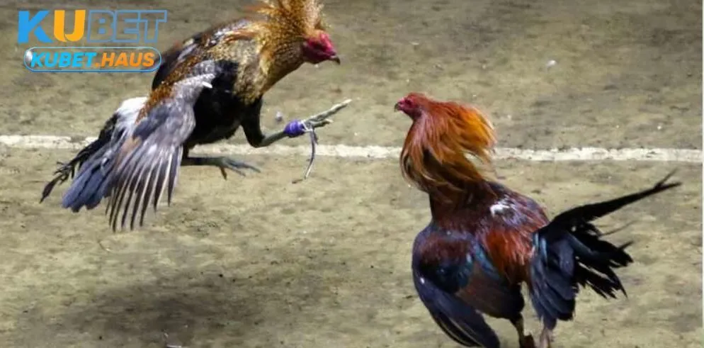 Đá gà Kubet cùng với các hình thức giải trí hấp dẫn