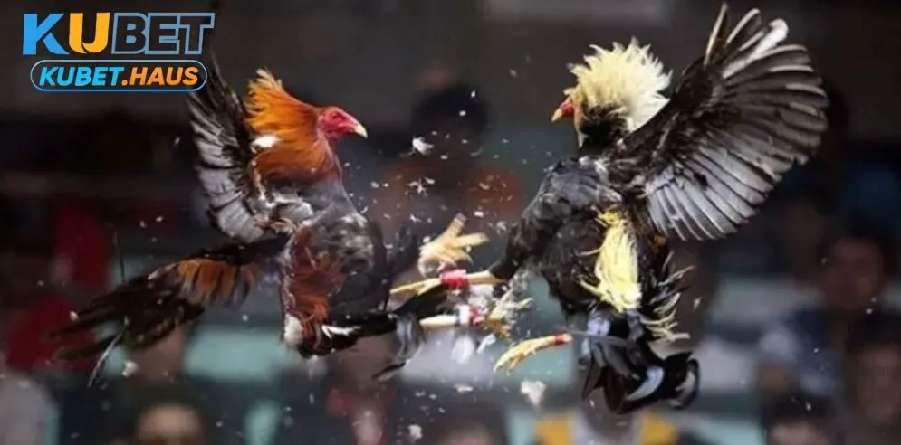 Mẹo chơi đá gà bất bại từ cao thủ dành cho anh em