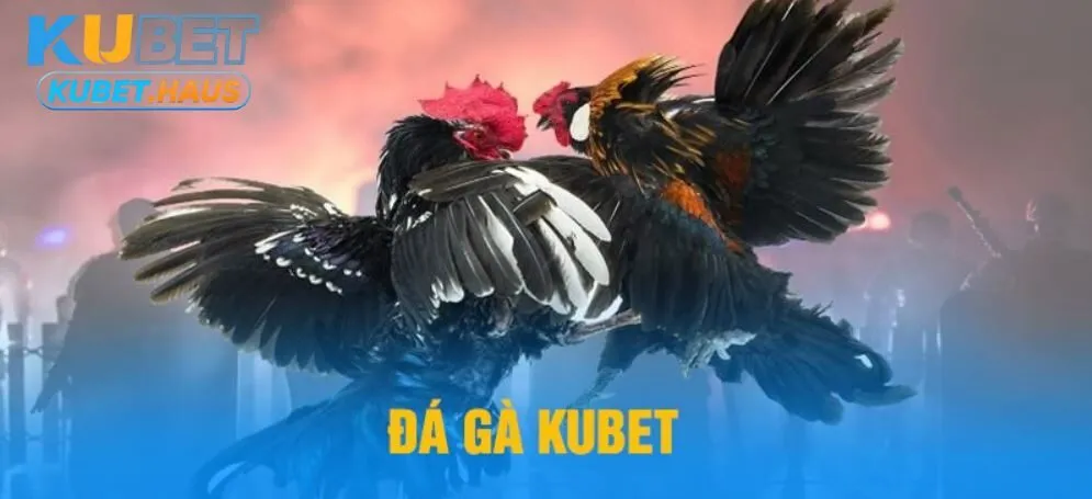 Đá gà Kubet – Sân chơi cho các tín đồ mê chọi gà