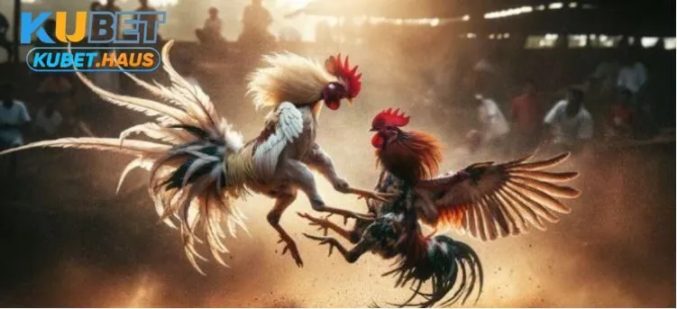 Vài nét đặc biệt của Đá Gà Philippines Kubet