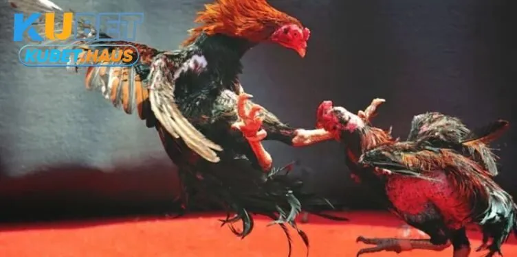 Đa dạng trận đá kê Thomo