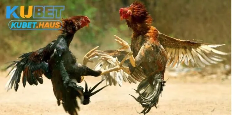 Cách phân định thắng thua Đá Gà Thomo Kubet