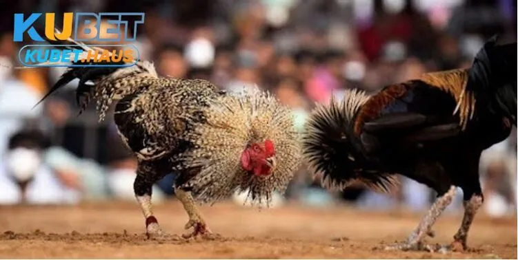 Đá Gà Thomo Kubet